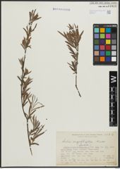 Foto von Salix argophylla Nutt.